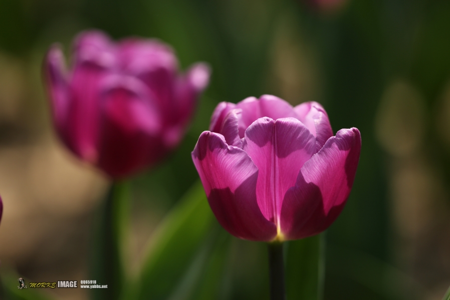 1G8A4898a.jpg