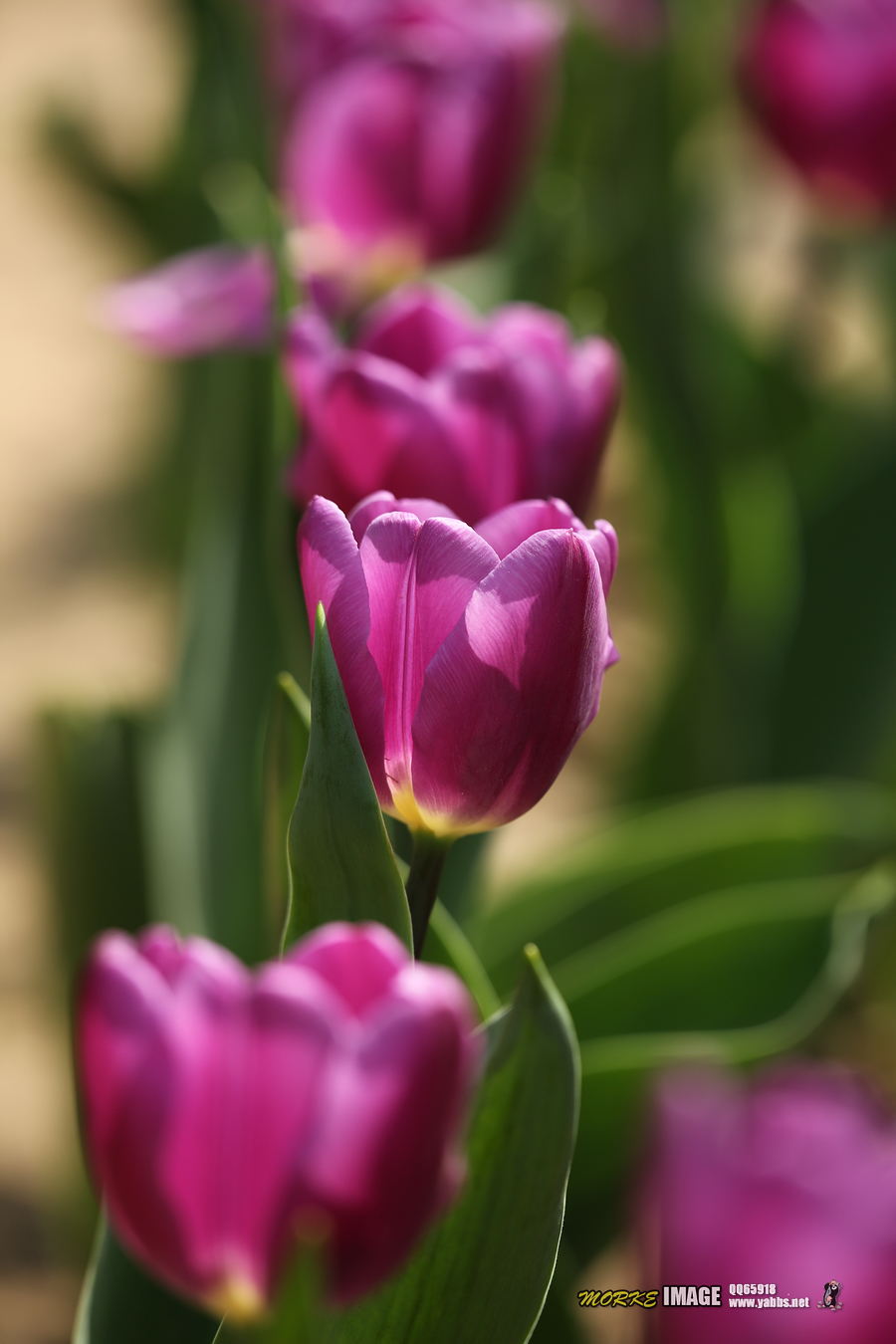 1G8A4899a.jpg