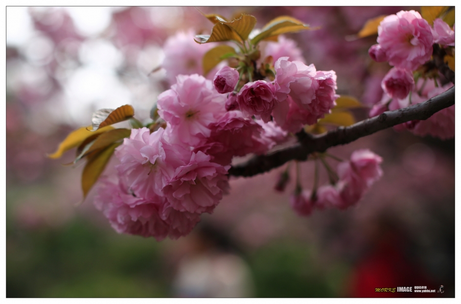 1G8A4229a.jpg