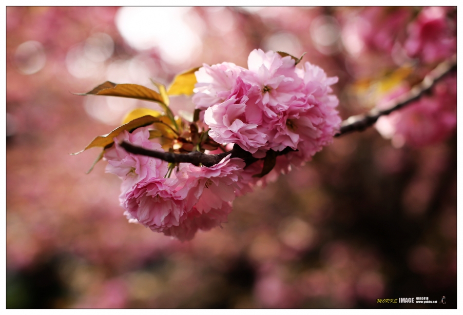 1G8A4230a.jpg