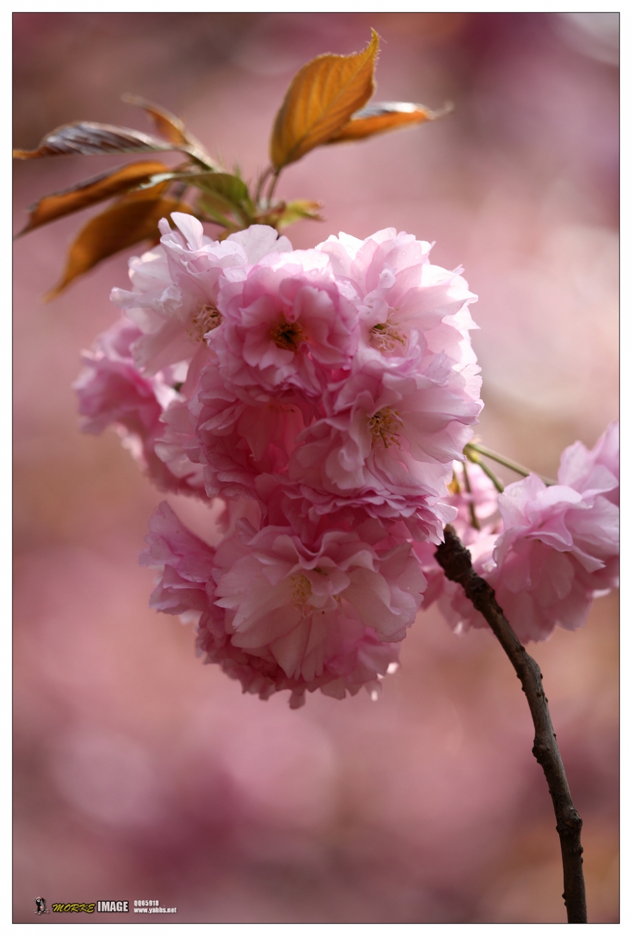 1G8A4238a.jpg