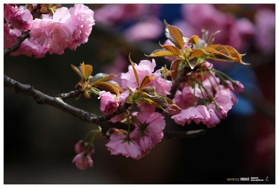 1G8A4241a.jpg