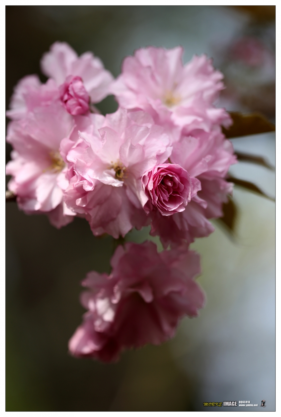 1G8A4246a.jpg