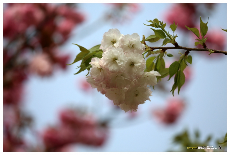 1G8A4284a.jpg