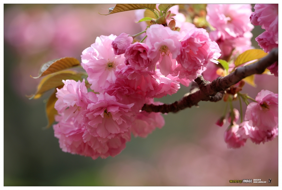 1G8A4411a.jpg