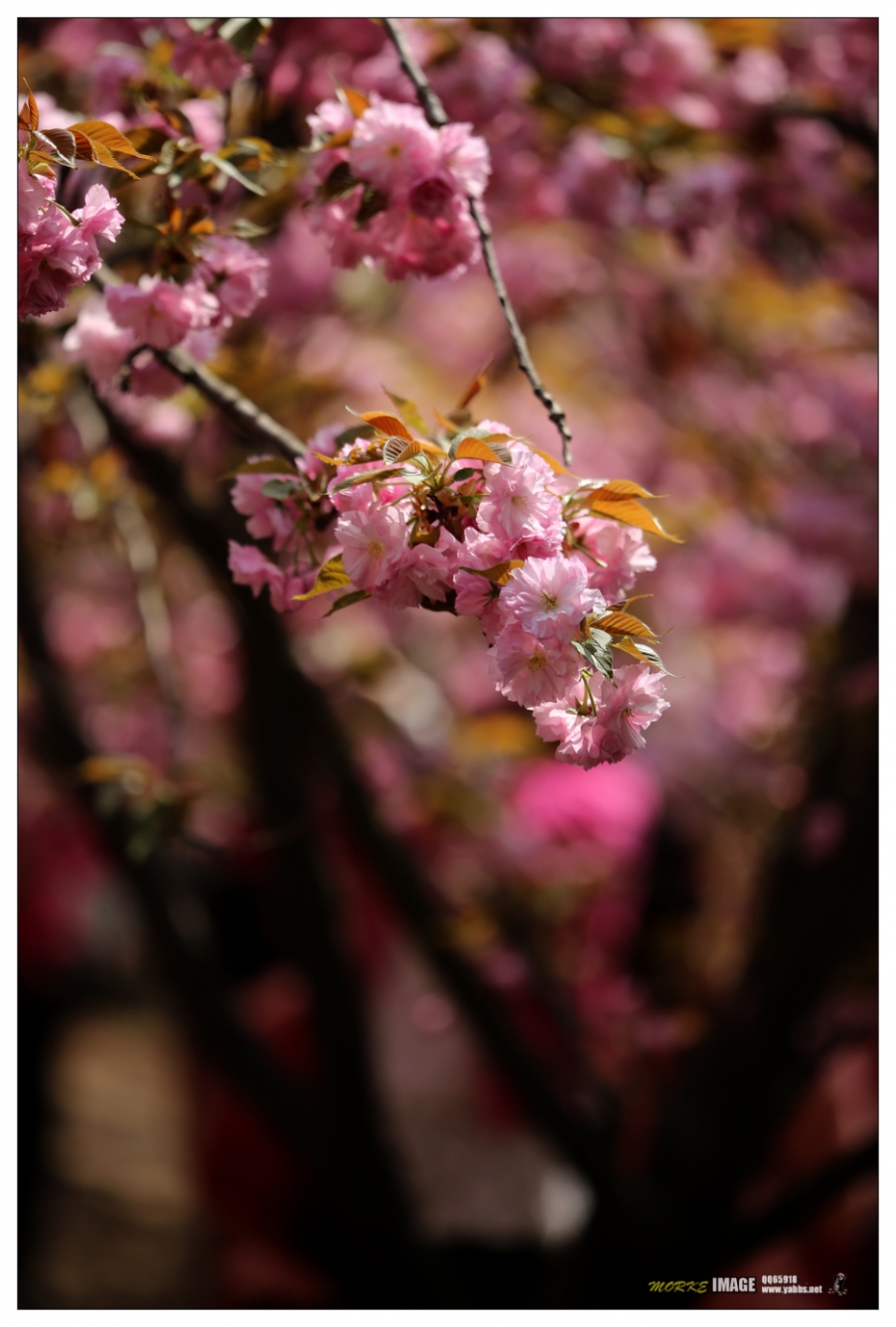 1G8A4418a.jpg