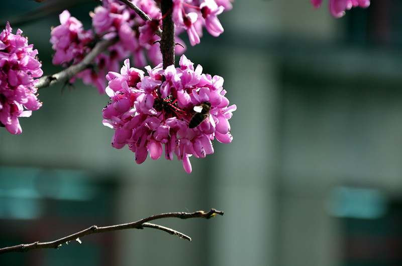 DSC_0018_副本.jpg