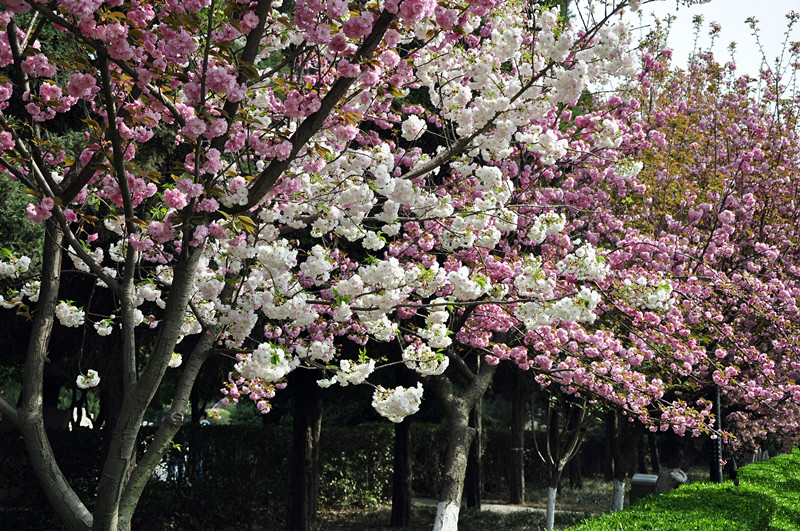 DSC_0031_副本.jpg