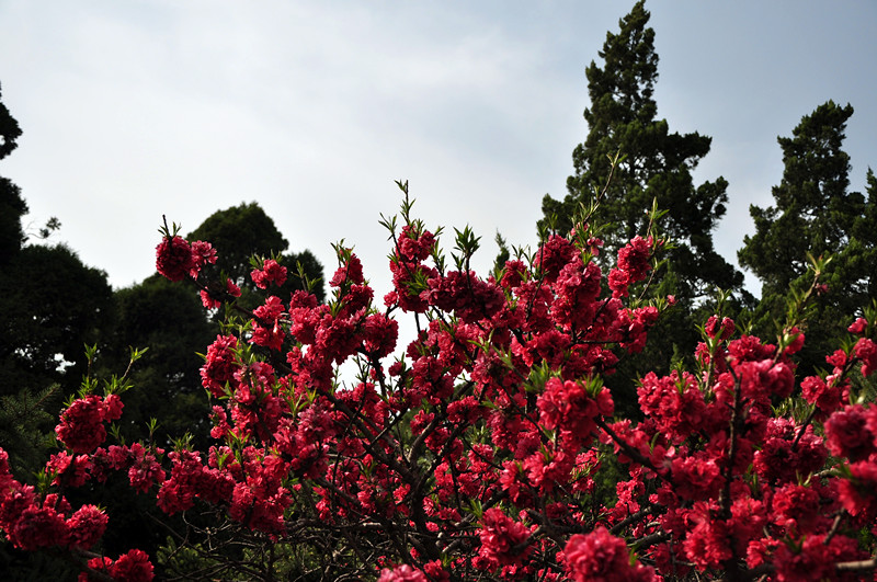 DSC_0040_副本.jpg