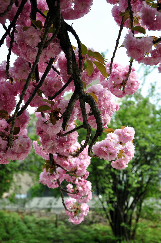 DSC_0083_副本.jpg
