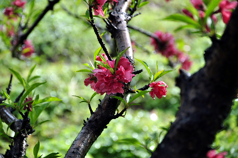 DSC_0088_副本.jpg