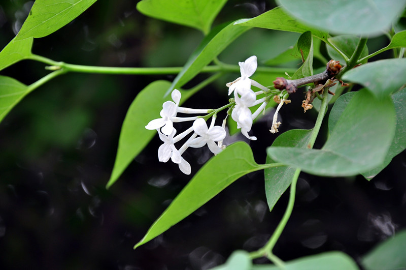 DSC_0193_副本.jpg