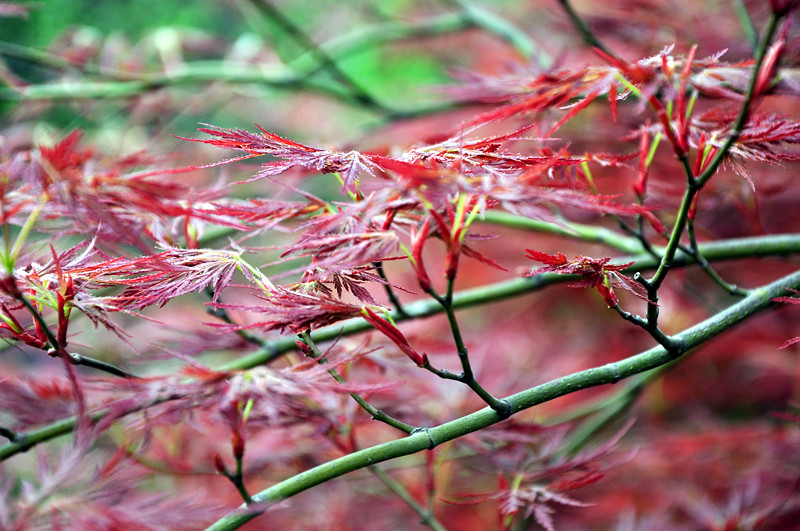 DSC_0196_副本.jpg