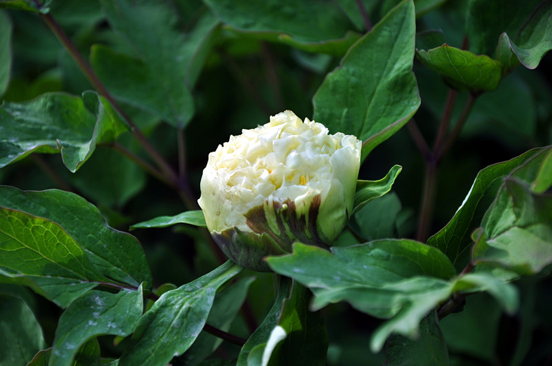 DSC_0210_副本.jpg