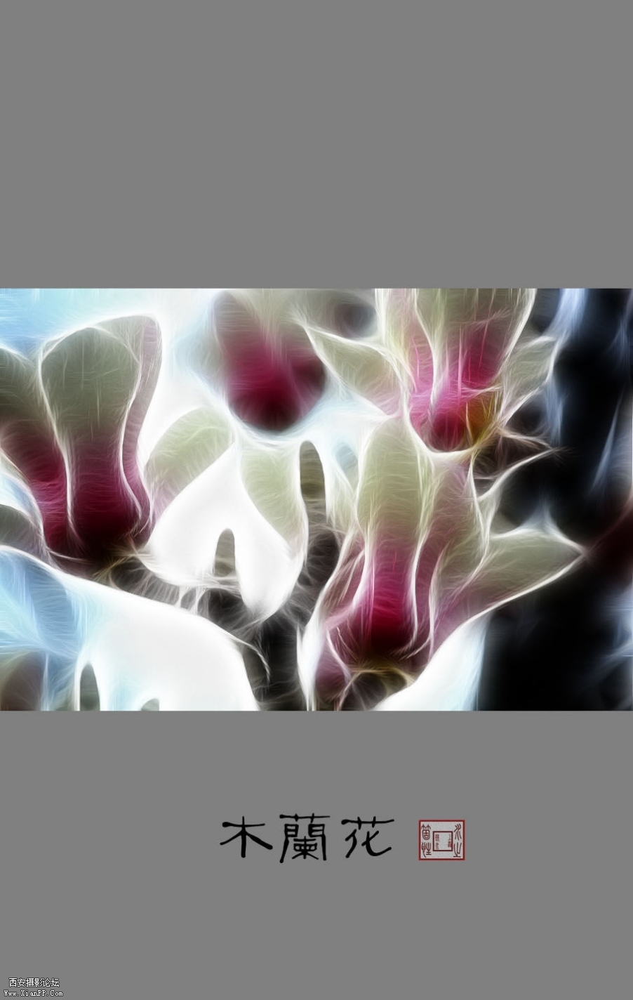木兰花199.jpg