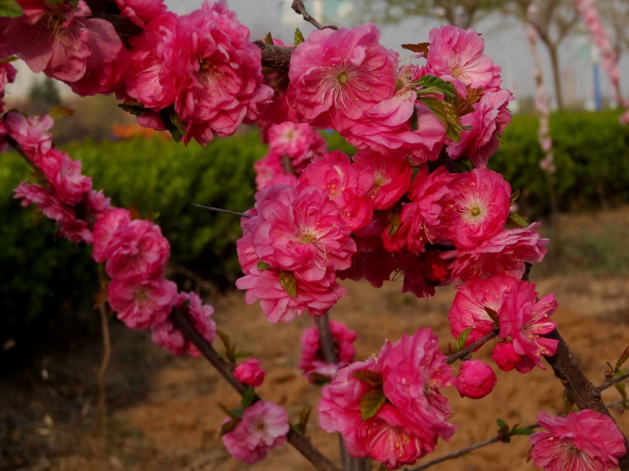DSC00354A_调整大小.jpg