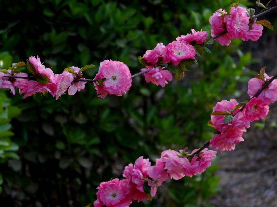 DSC00406A_调整大小.jpg