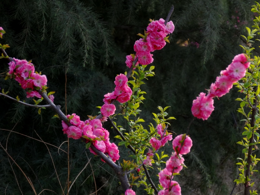 DSC00407A_调整大小.jpg