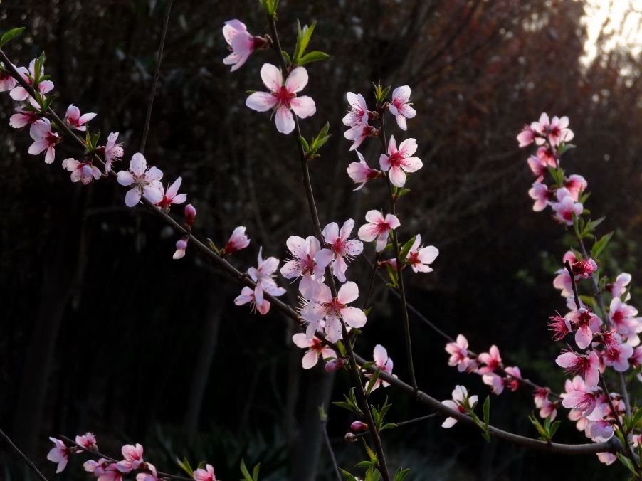 DSC00435A_调整大小.jpg
