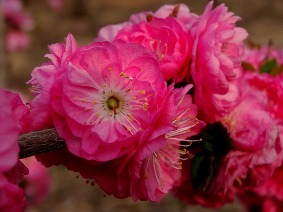 DSC00332A_调整大小.jpg