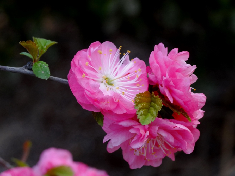 DSC00344A_调整大小.jpg