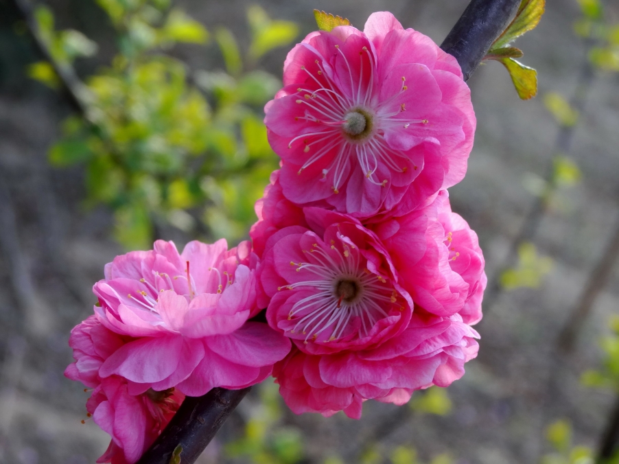 DSC00411A_调整大小.jpg