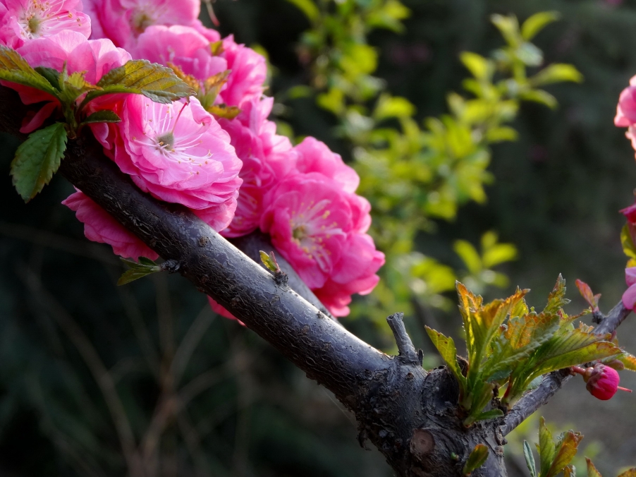 DSC00414A_调整大小.jpg
