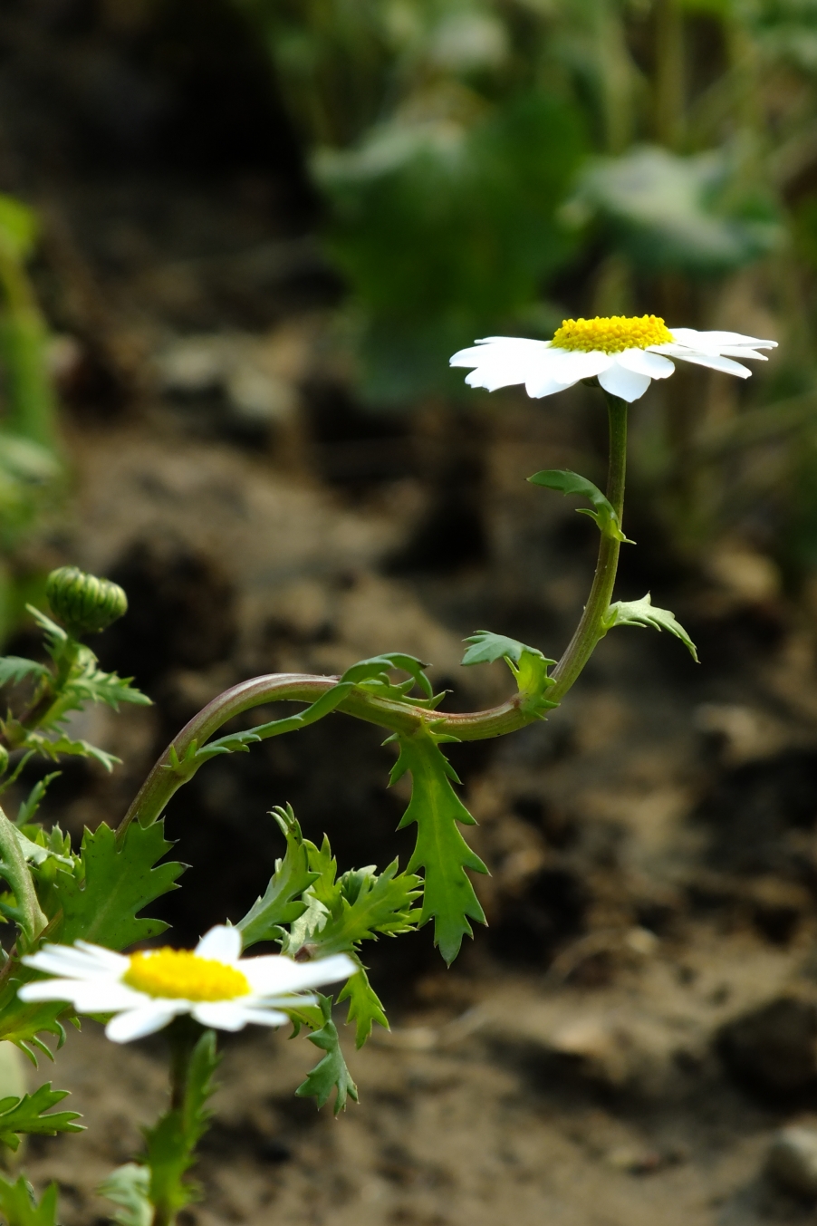 DSCF4298.JPG