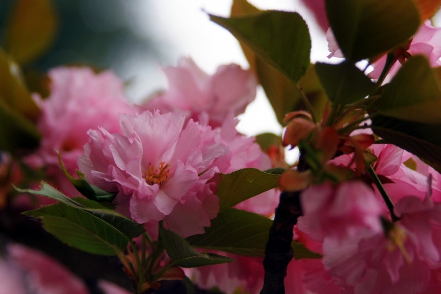 粉色樱花.jpg