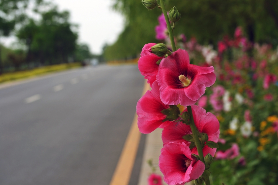 DSC_0607副本.jpg