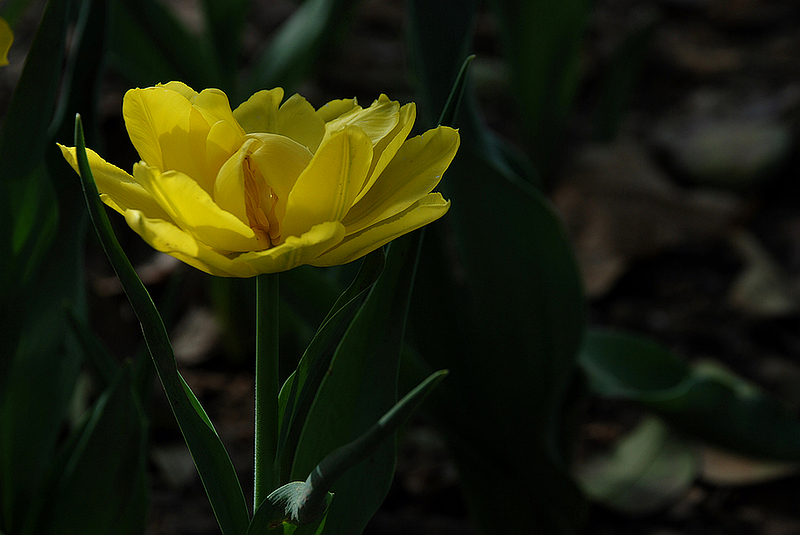 DSC_0605.JPG