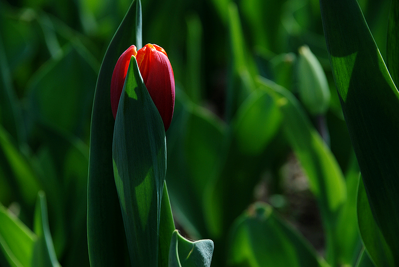 DSC_0662.JPG