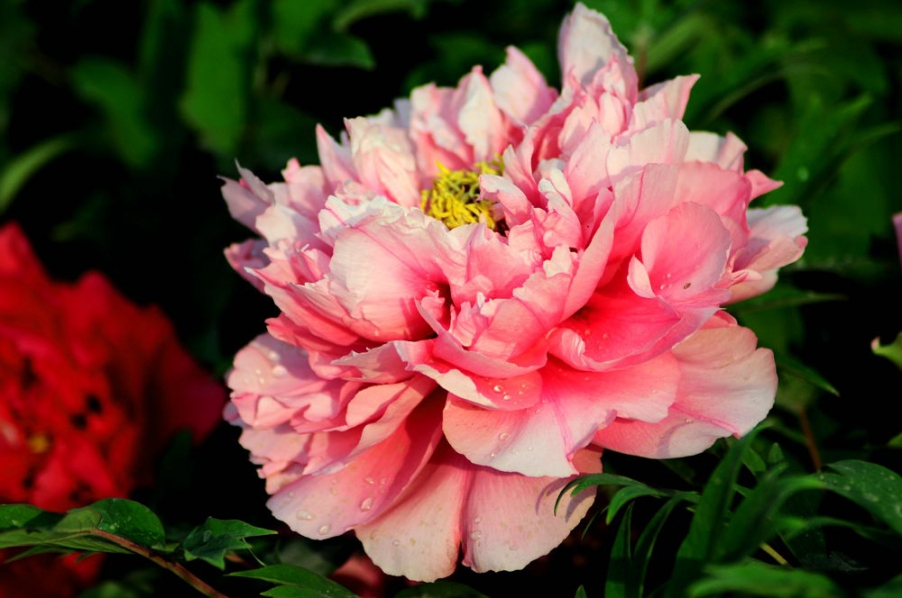 DSC_10012_副本.jpg