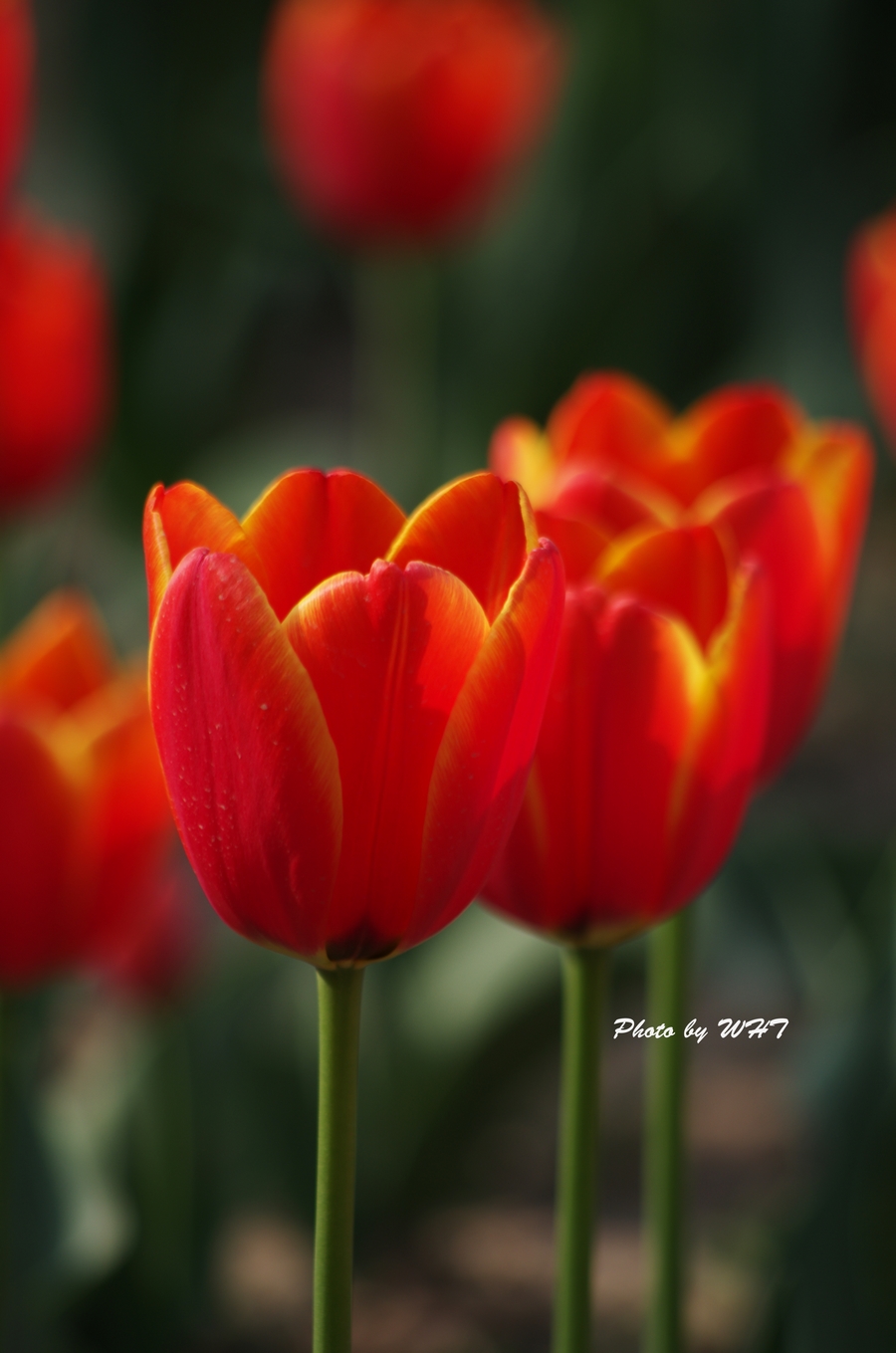 IMGP9164.jpg