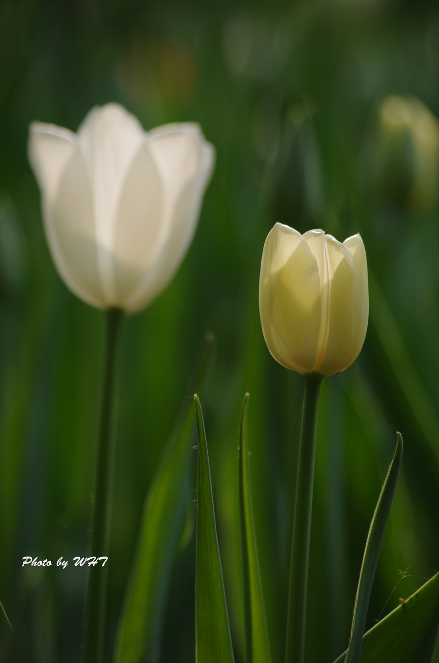 IMGP9213.jpg