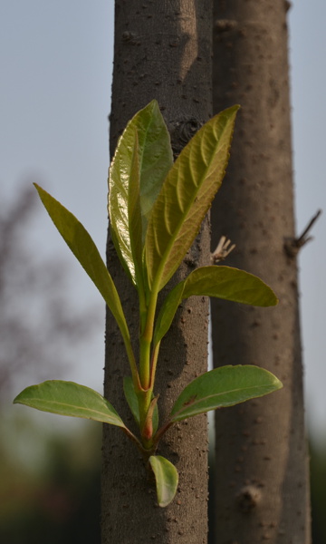 DSC_2603.JPG