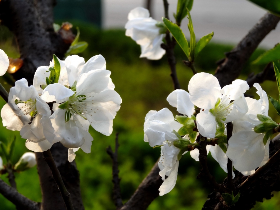 DSC00426A_调整大小.jpg