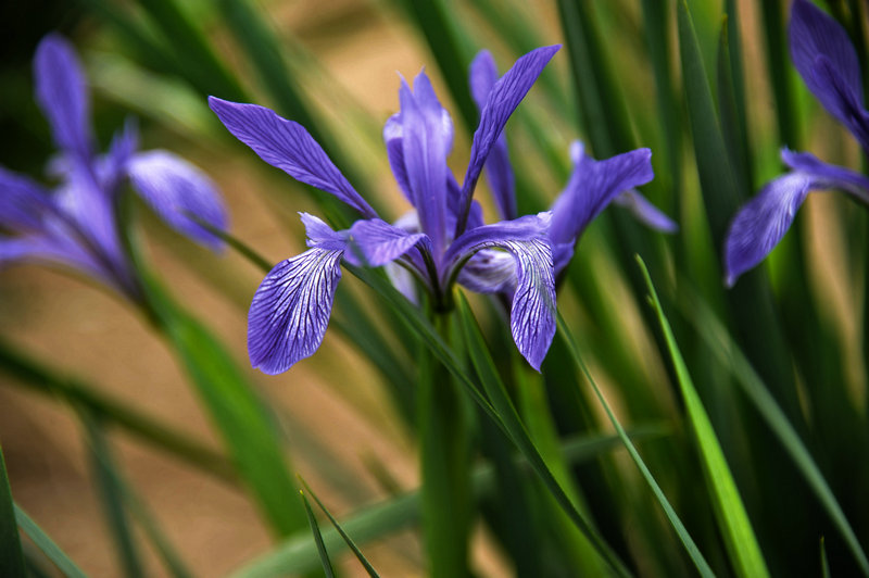 DSC_5903_HZP.jpg