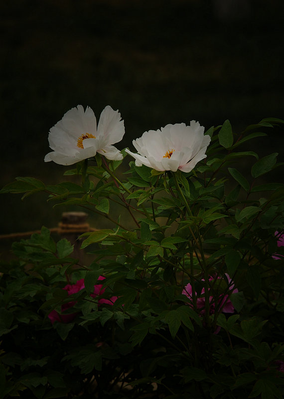 DSC_5934_HZP.jpg