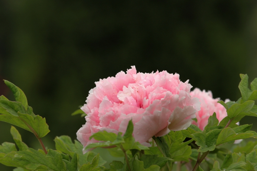 IMG_4083_副本.jpg