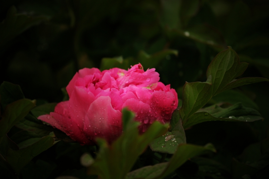 IMG_4060_副本.jpg