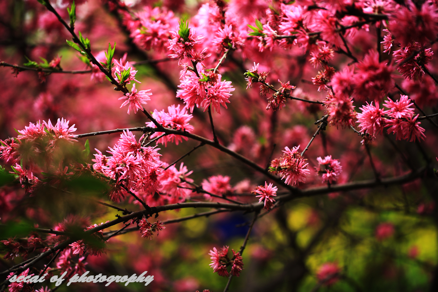 菊花桃.jpg
