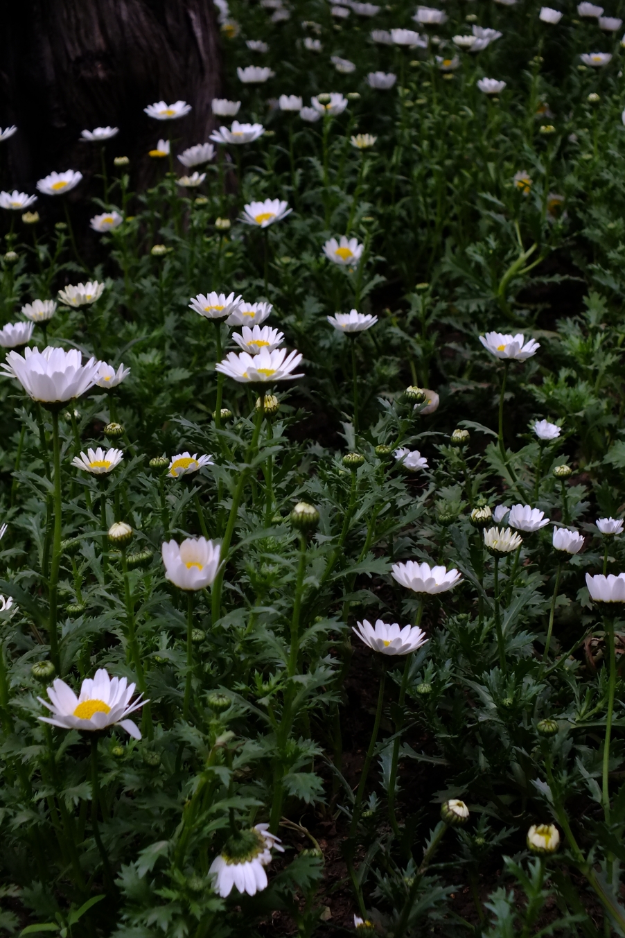 DSCF4421.JPG