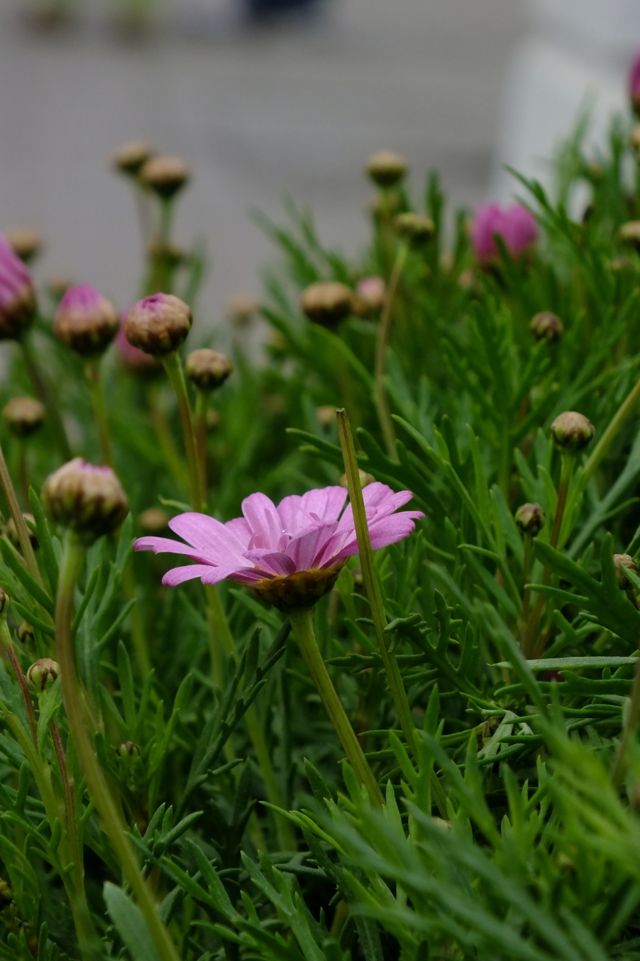 DSCF4427.JPG