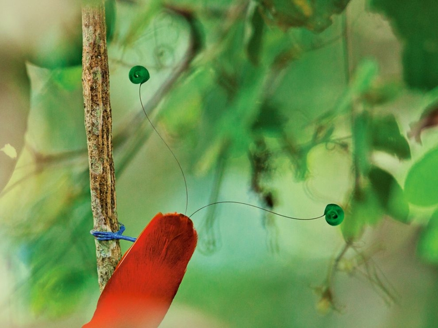 king-bird-laman_64692_990x742.jpg