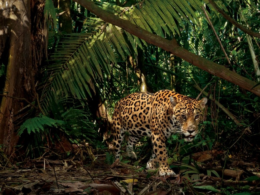 jaguar-yasuni-winter_64638_990x742.jpg