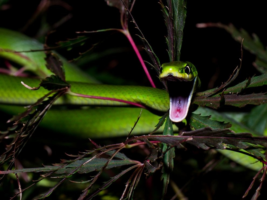 green-snake-yawning_63783_990x742.jpg