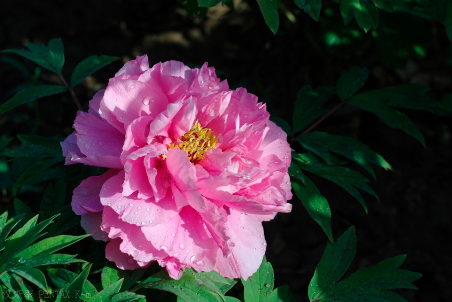 IMGP3420.jpg