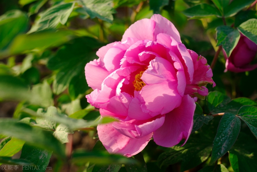 IMGP3457.jpg