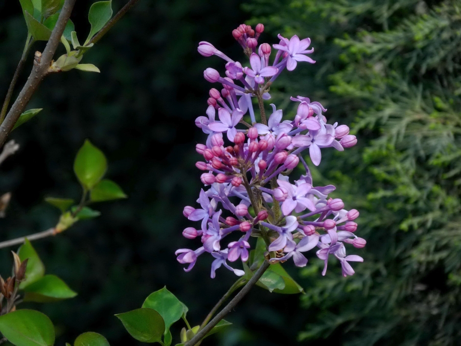 DSC00364A_调整大小.jpg